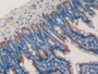 DAB staining on IHC-P; Samples: Mouse Kidney Tissue