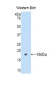 Western Blot; Sample: Recombinant protein.