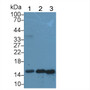 Western Blot; Sample: Lane1: Rat Uterus lysate; Lane2: Rat Skin lysate; Lane3: Mouse Skin lysate; ; Primary Ab: 2µg/ml Rabbit Anti-Rat GAL7 Antibody; Second Ab: 0.2µg/mL HRP-Linked Caprine Anti-Rabbit IgG Polyclonal Antibody;