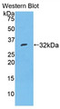 Western Blot; Sample: Recombinant TBG, Mouse.