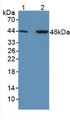 Western Blot; Sample: Lane1: Human Liver Tissue; Lane2: Human Hela Cells.