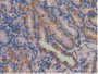 Figure. DAB staining on IHC-P; Samples: Human Stomach Tissue.