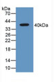 Western Blot; Sample: Recombinant GAL4, Mouse.