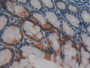 DAB staining on IHC-P; Samples: Mouse Small intestine Tissue; Primary Ab: 10µg/ml Rabbit Anti-Mouse GAL4 Antibody Second Ab: 2µg/mL HRP-Linked Caprine Anti-Rabbit IgG Polyclonal Antibody
