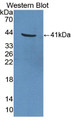 Western Blot; Sample: Recombinant protein.