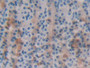 DAB staining on IHC-P; Samples: Rat Stomach Tissue