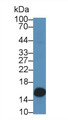 Western Blot; Sample: Mouse Stomach lysate; Primary Ab: 5µg/ml Rabbit Anti-Mouse GAL2 Antibody Second Ab: 0.2µg/mL HRP-Linked Caprine Anti-Rabbit IgG Polyclonal Antibody