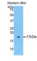 Western Blot; Sample: Recombinant protein.