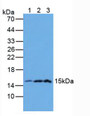 Western Blot; Sample: Lane1: Mouse Pancreas Tissue; Lane2: Mouse Intestine Tissue; Lane3: Mouse Stomach Tissue.