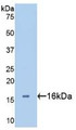 Western Blot; Sample: Recombinant GAL2, Human.