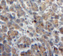 Used in DAB staining on fromalin fixed paraffin-embedded Pancreas tissue