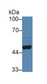 Western Blot; Sample: Mouse Cerebrum lysate; Primary Ab: 3µg/ml Rabbit Anti-Human NPTX2 Antibody Second Ab: 0.2µg/mL HRP-Linked Caprine Anti-Rabbit IgG Polyclonal Antibody