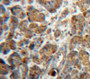 Used in DAB staining on fromalin fixed paraffin-embedded Pancreas tissue