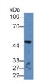 Western Blot; Sample: Rat Cerebrum lysate; Primary Ab: 2µg/mL Rabbit Anti-Human NPTX1 Antibody; Second Ab: 0.2µg/mL HRP-Linked Caprine Anti-Rabbit IgG Polyclonal Antibody;