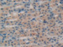 DAB staining on IHC-P; Samples: Rat Intestine Tissue; Primary Ab: 20µg/ml Rabbit Anti-Rat RNASE1 Antibody Second Ab: 2µg/mL HRP-Linked Caprine Anti-Rabbit IgG Polyclonal Antibody