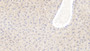 DAB staining on IHC-P; Samples: Mouse Liver Tissue; Primary Ab: 20μg/ml Rabbit Anti-Mouse RNASE1 Antibody Second Ab: 2µg/mL HRP-Linked Caprine Anti-Rabbit IgG Polyclonal Antibody