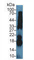 Western Blot; Sample: Bovine Pancreas lysate; Primary Ab: 5µg/ml Rabbit Anti-Bovine RNASE1 Antibody Second Ab: 0.2µg/mL HRP-Linked Caprine Anti-Rabbit IgG Polyclonal Antibody