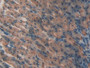 DAB staining on IHC-P; Samples: Mouse Stomach Tissue; Primary Ab: 20µg/ml Rabbit Anti-Mouse LPO Antibody Second Ab: 2µg/mL HRP-Linked Caprine Anti-Rabbit IgG Polyclonal Antibody
