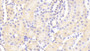 DAB staining on IHC-P; Samples: Mouse Kidney Tissue;  Primary Ab: 20μg/ml Rabbit Anti-Mouse SPTAN1 Antibody Second Ab: 2µg/mL HRP-Linked Caprine Anti-Rabbit IgG Polyclonal Antibody 