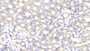 DAB staining on IHC-P; Samples: Mouse Kidney Tissue;  Primary Ab: 20μg/ml Rabbit Anti-Mouse SPTAN1 Antibody Second Ab: 2µg/mL HRP-Linked Caprine Anti-Rabbit IgG Polyclonal Antibody 