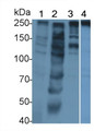 Western Blot; Sample: Lane1: Human Lung lysate; Lane2: Porcine Cerebrum lysate; Lane3: Rat Cerebrum lysate; Lane4: U2OS cell lysate; Primary Ab: 5μg/ml Rabbit Anti-Human SPTAN1 Antibody; Second Ab: 0.2µg/mL HRP-Linked Caprine Anti-Rabbit IgG Polyclonal Antibody;