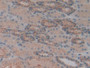 DAB staining on IHC-P; Samples: Human Kidney Tissue; Primary Ab: 20µg/ml Rabbit Anti-Human SPTAN1 Antibody Second Ab: 2µg/mL HRP-Linked Caprine Anti-Rabbit IgG Polyclonal Antibody
