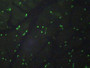 FITC staining on IHC-P Simple: Rat Skeletal Muscle Tissue.