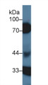 Western Blot; Sample: Porcine Kidney lysate; Primary Ab: 1µg/ml Rabbit Anti-Human HCII Antibody Second Ab: 0.2µg/mL HRP-Linked Caprine Anti-Rabbit IgG Polyclonal Antibody