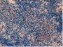 DAB staining on IHC-P; Samples: Mouse Spleen Tissue.