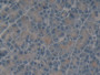 DAB staining on IHC-P; Samples: Rat Pancreas Tissue; Primary Ab: 10µg/ml Rabbit Anti-Rat TLN Antibody Second Ab: 2µg/mL HRP-Linked Caprine Anti-Rabbit IgG Polyclonal Antibody