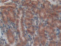 DAB staining on IHC-P; Samples: Mouse Kidney Tissue; Primary Ab: 20µg/ml Rabbit Anti-Mouse TLN Antibody Second Ab: 2µg/mL HRP-Linked Caprine Anti-Rabbit IgG Polyclonal Antibody