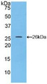 Western Blot; Sample: Recombinant CX43, Rat.