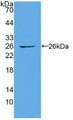 Western Blot; Sample: Recombinant CX43, Human.