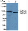 Western Blot; Sample: Lane1: Mouse Pancreas Tissue; Lane2: Human 293T Cells.