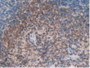 Figure. DAB staining on IHC-P; Samples: Rat Spleen Tissue.