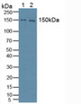 Western Blot; Sample: Lane1: Mouse Brain Tissue; Lane2: Human Hela Cells.