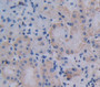 Cathepsin K (Ctsk) Polyclonal Antibody, Cat#CAU28228