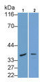 Western Blot; Sample: Lane1: Mouse Heart lysate; Lane2: Rat Heart lysate; Primary Ab: 0.4μg/ml Rabbit Anti-Human CTSK Antibody; Second Ab: 0.2µg/mL HRP-Linked Caprine Anti-Rabbit IgG Polyclonal Antibody;