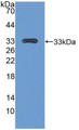 Western Blot; Sample: Recombinant CENPH, Mouse.