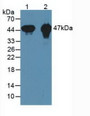 Western Blot; Samples:Lane1: Mouse Heart Tissue; Lane2: Rat Heart Tissue.