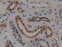 DAB staining on IHC-P; Samples: Human Kidney Tissue; Primary Ab: 10µg/ml Rabbit Anti-Human CKMT1A Antibody Second Ab: 2µg/mL HRP-Linked Caprine Anti-Rabbit IgG Polyclonal Antibody