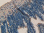 DAB staining on IHC-P; Samples: Mouse Intestine Tissue; Primary Ab: 40µg/ml Rabbit Anti-Mouse TFR2 Antibody Second Ab: 2µg/mL HRP-Linked Caprine Anti-Rabbit IgG Polyclonal Antibody
