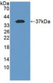 Western Blot; Sample: Recombinant TFR2, Human.