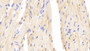 DAB staining on IHC-P; Samples: Mouse Stomach Tissue.