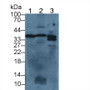 Western Blot; Sample: Lane1: Mouse Liver lysate; Lane2: Mouse Spleen lysate; Lane3: Mouse Brain lysate; Primary Ab: 2µg/ml Rabbit Anti-Mouse ANXA5 Antibody; Second Ab: 0.2µg/ml HRP-Linked Caprine Anti-Rabbit IgG Polyclonal Antibody;