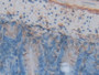 DAB staining on IHC-P; Samples: Mouse Intestine Tissue; Primary Ab: 20µg/ml Rabbit Anti-Mouse ANXA5 Antibody Second Ab: 2µg/mL HRP-Linked Caprine Anti-Rabbit IgG Polyclonal Antibody