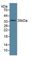 Western Blot; Sample: Human Hela Cells.