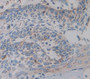 Annexin V (Anxa5) Polyclonal Antibody, Cat#CAU28248