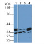 Western Blot; Sample: Lane1: Gallus Heart lysate; Lane2: A431 cell lysate; Lane3: Hela cell lysate; Lane4: Bovine Testis lysate; Primary Ab: 0.02ug/ml Rabbit Anti-Gallus ANXA5 Antibody; Second Ab: 0.2µg/mL HRP-Linked Caprine Anti-Rabbit IgG Polyclonal Antibody;