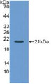 Western Blot; Sample: Recombinant MGA, Human.